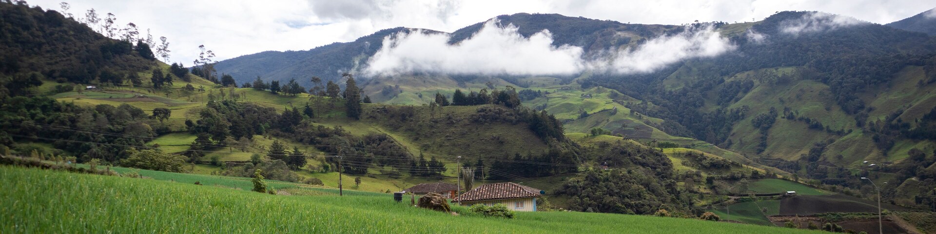 Image of a long onion crop in Tenerife, El cerrito Valle del Cauca Colombia. The Colombian Andes.
