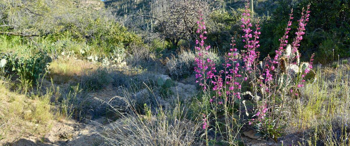 Parry's Penstemon Tortolita Mountains Marana Arizona