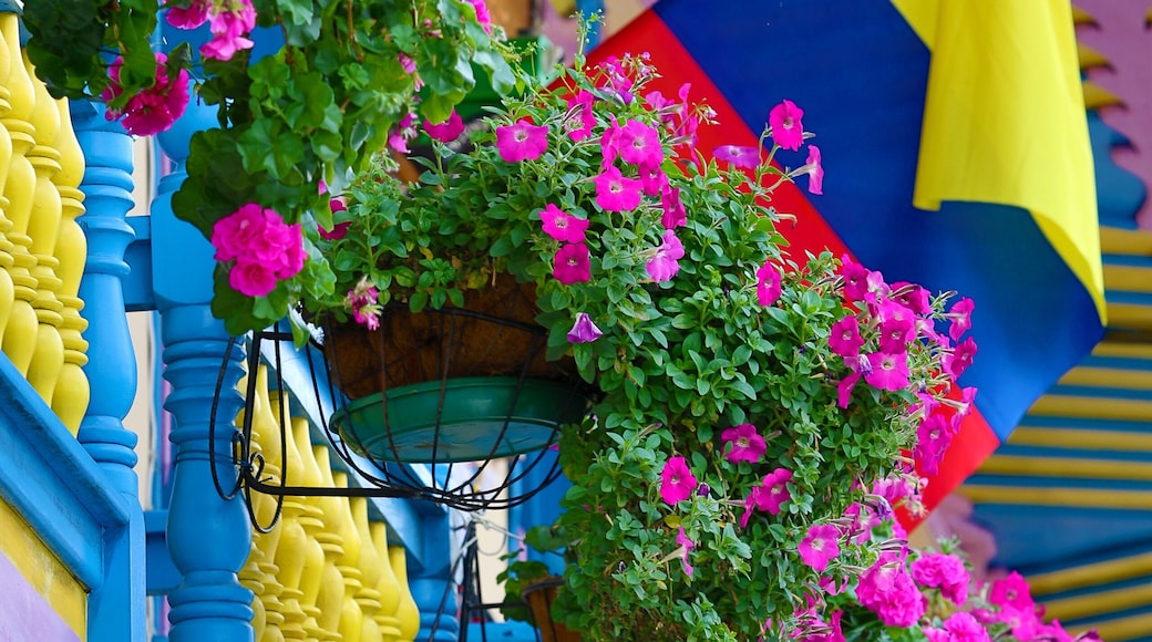 colonial balcony decorated with flowers in Filandia Colombia
