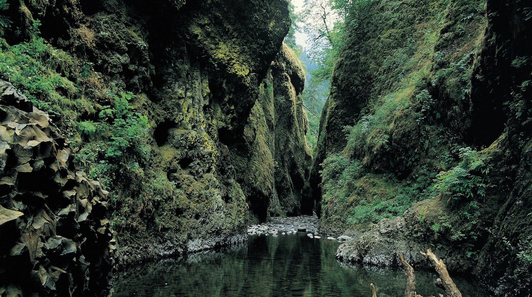 Oneonta Gorge