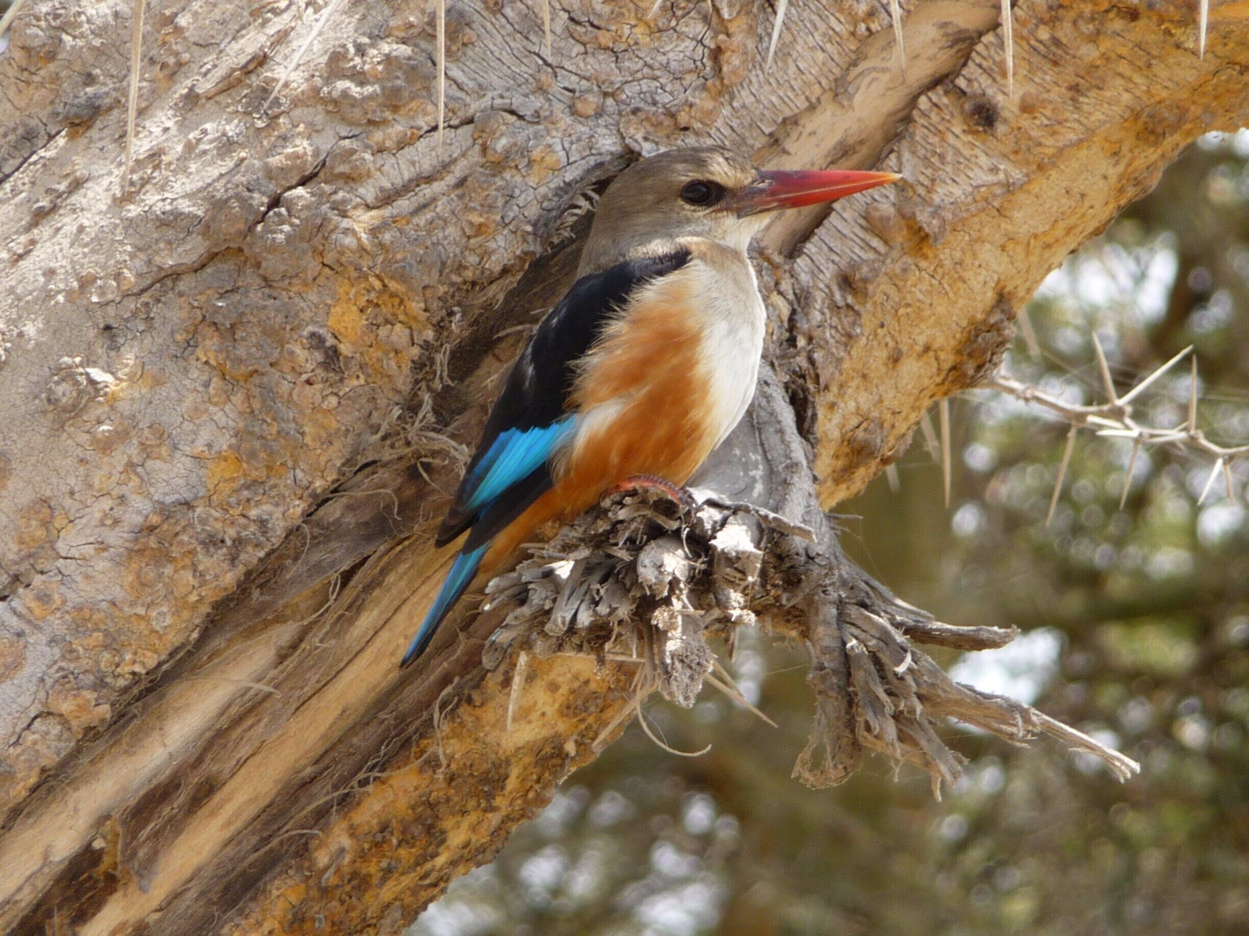 I believe this is a gray headed kingfisher.