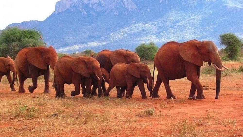 A herd of elephants walking across a red dirt landscape with mountains in the background.