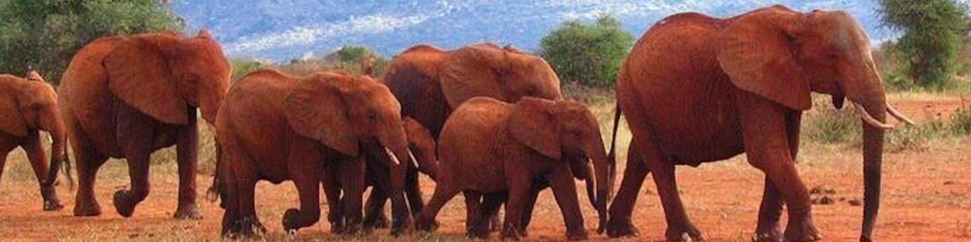 A herd of elephants walking across a red dirt landscape with mountains in the background.