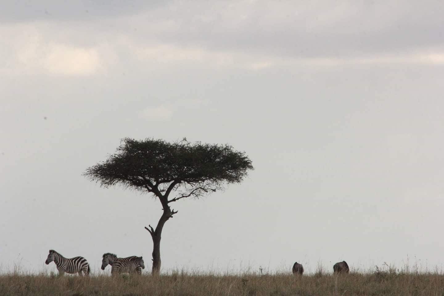 Zebras grazing near a solitary tree in a grassy field.