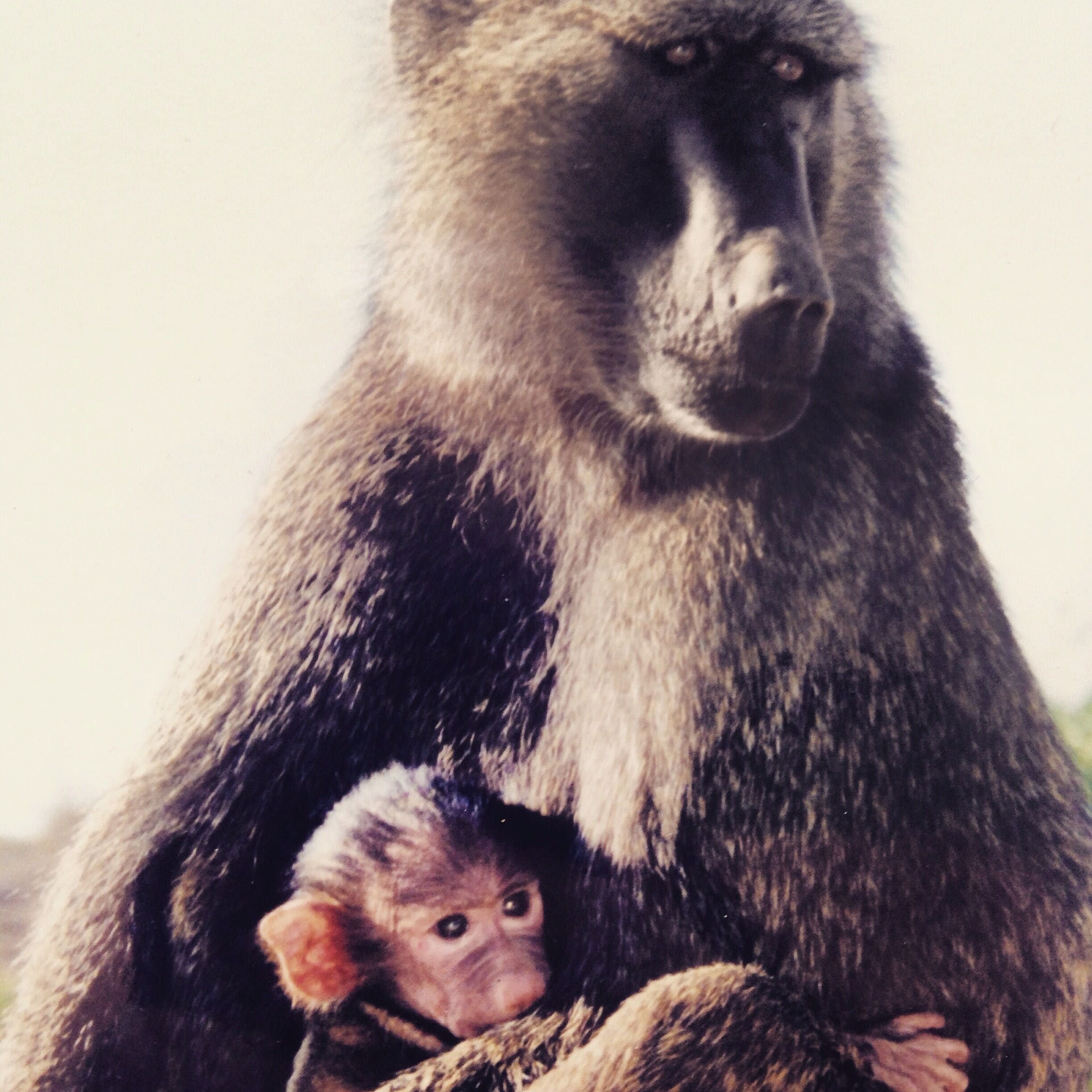Un primate grande con un bebé.