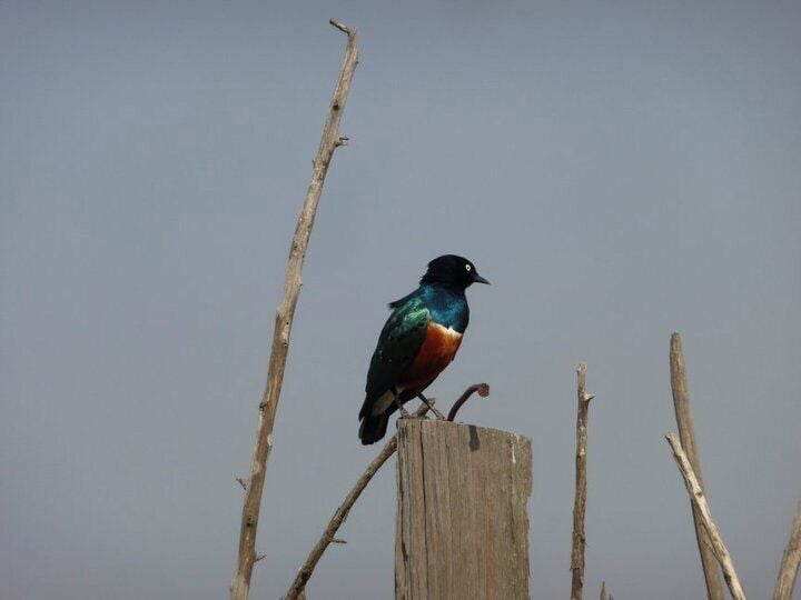 Superb starling! Probably one of the most colorful starlings I've ever seen.