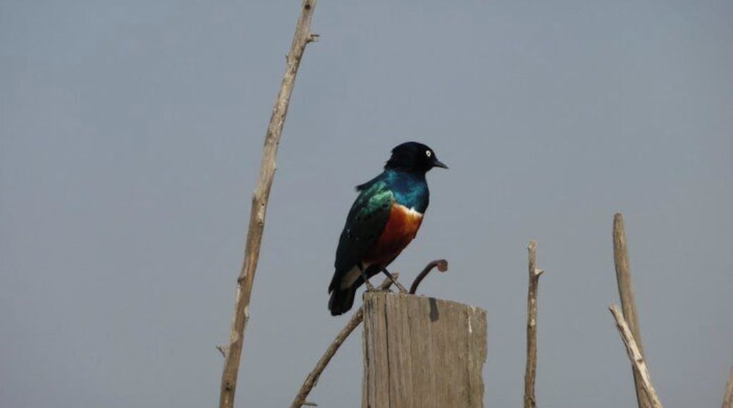 Superb starling! Probably one of the most colorful starlings I've ever seen.