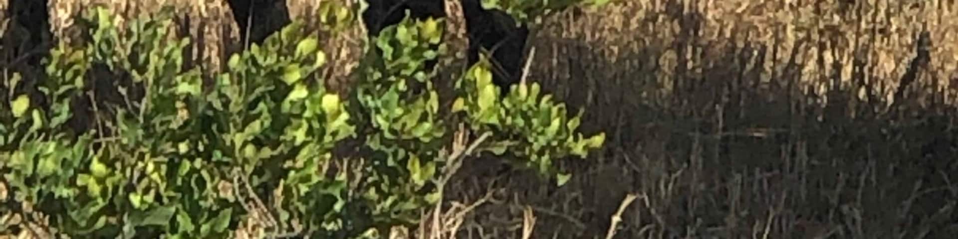 #OnTheRoad
I captured this beautiful male Bull grazing on grass 😂😍