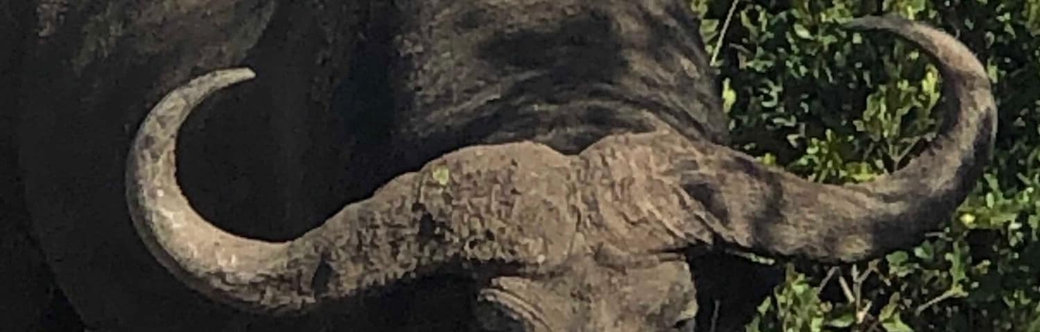 #OnTheRoad
I captured this beautiful male Bull grazing on grass 😂😍