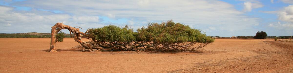 australien_07_01100,01