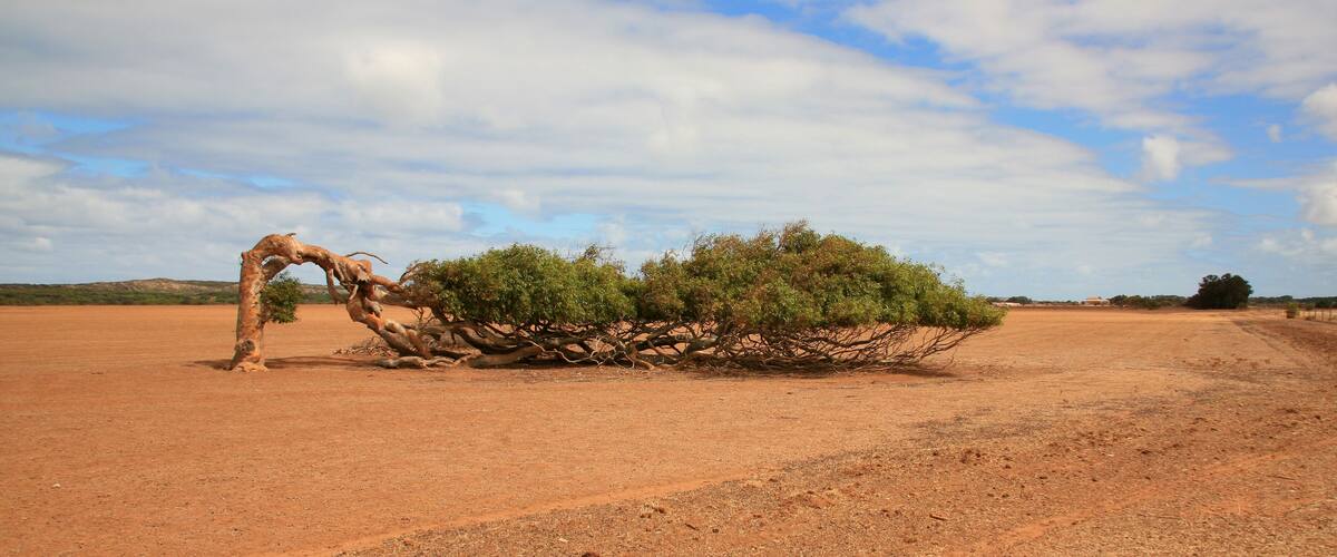 A dry, reddish landscape with a large, twisted tree and a prominent tree root structure.