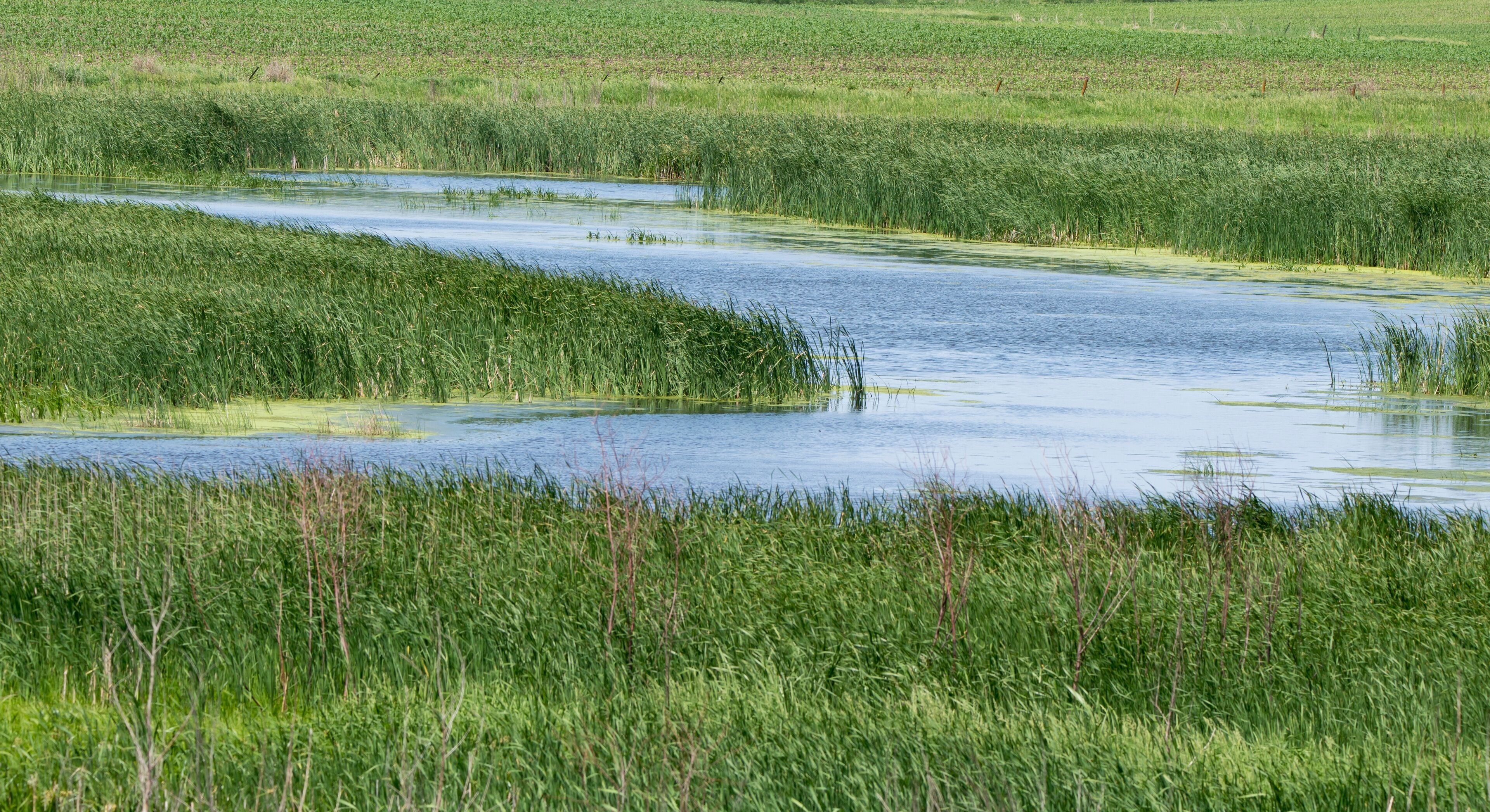 Wetland landscape in rural Iowa