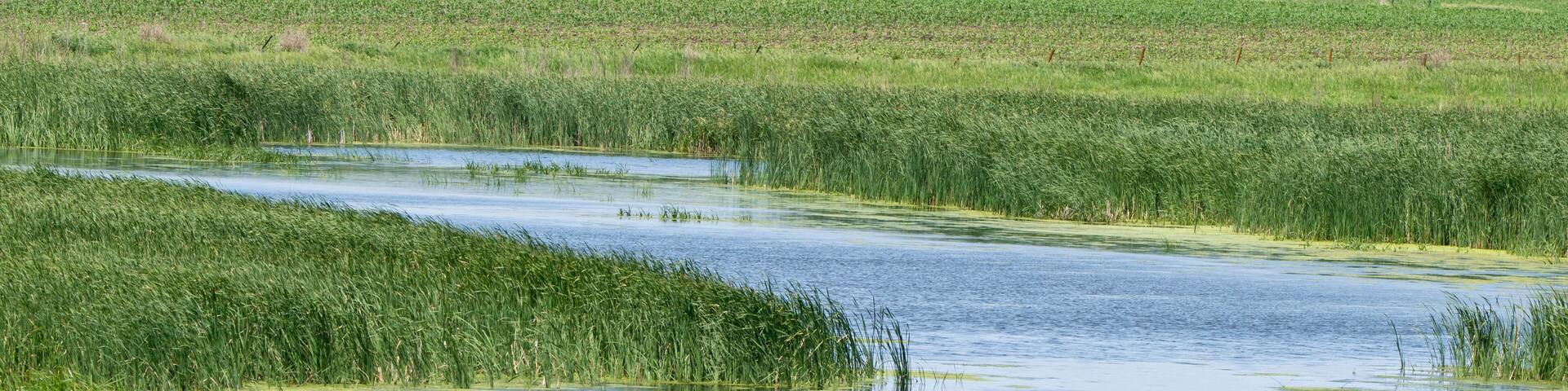 Wetland landscape in rural Iowa