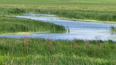 Wetland landscape in rural Iowa