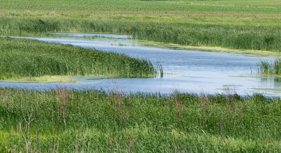 Wetland landscape in rural Iowa
