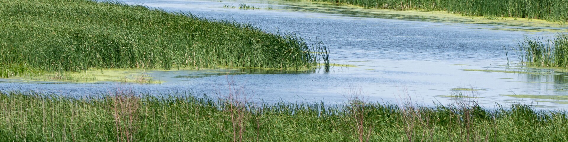 Wetland landscape in rural Iowa