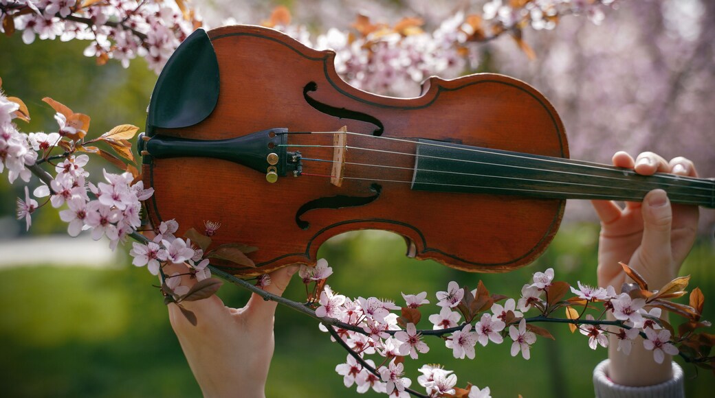 violin in hands and spring pink blossoms
