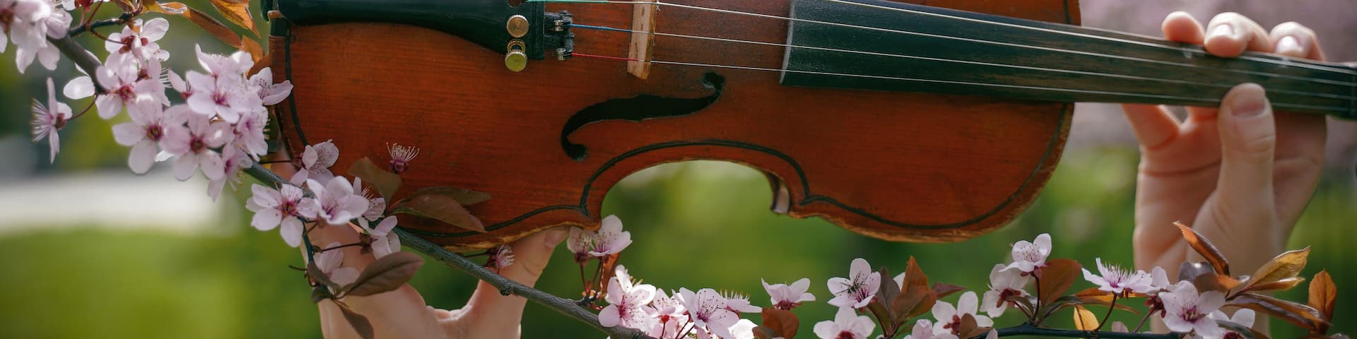 violin in hands and spring pink blossoms