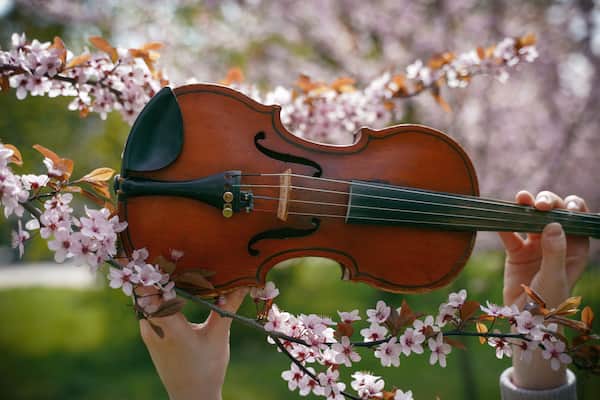 violin in hands and spring pink blossoms