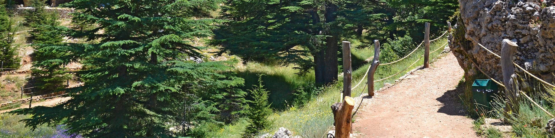 Lebanese cedar. Cedar of God, located in Bsharri, is one of the last remnants of the vast forests of Lebanon cedar that once prospered across Mount Lebanon. Cedar is a symbol of Lebanon.