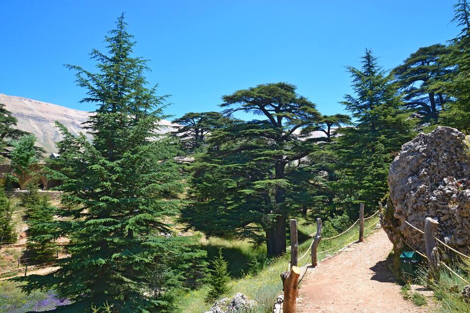 A dirt trail surrounded by evergreen trees and a large rock formation.