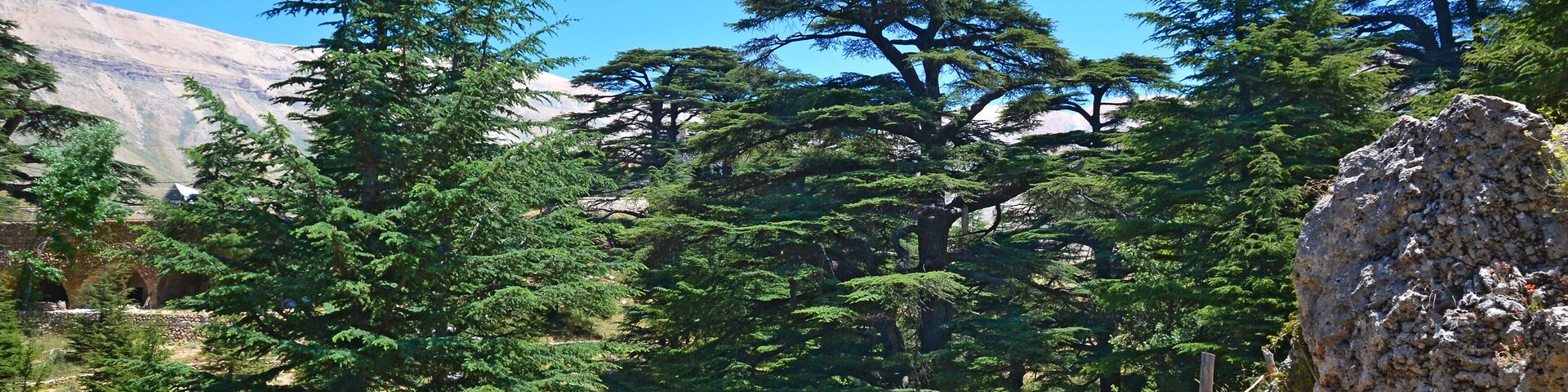 Lebanese cedar. Cedar of God, located in Bsharri, is one of the last remnants of the vast forests of Lebanon cedar that once prospered across Mount Lebanon. Cedar is a symbol of Lebanon.