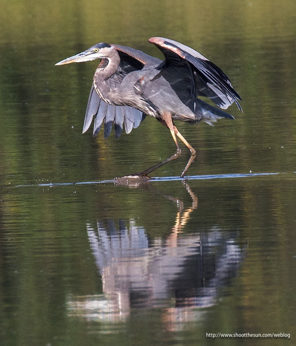 Great Blue Heron steps up to a tall rock in the shallow water.