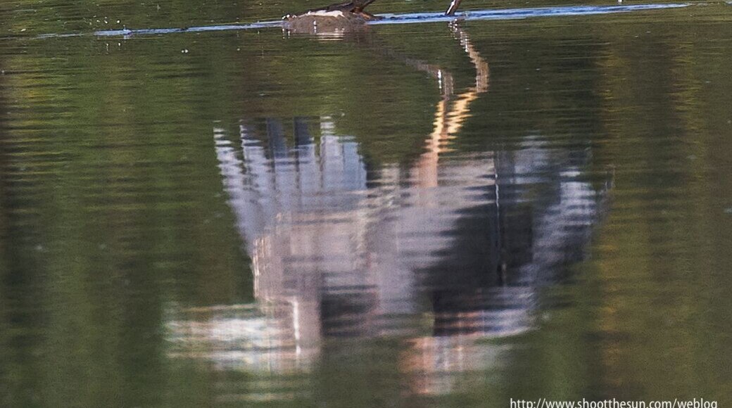 Great Blue Heron steps up to a tall rock in the shallow water.