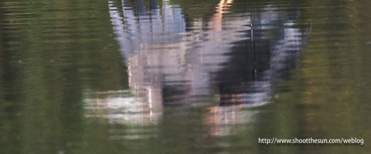 Great Blue Heron steps up to a tall rock in the shallow water.