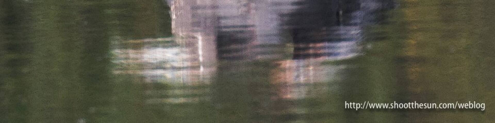 Great Blue Heron steps up to a tall rock in the shallow water.