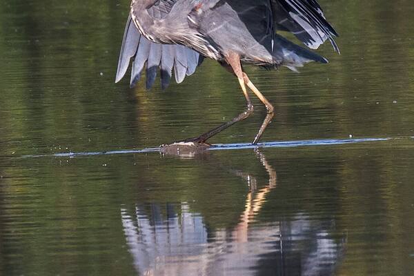 Great Blue Heron steps up to a tall rock in the shallow water.