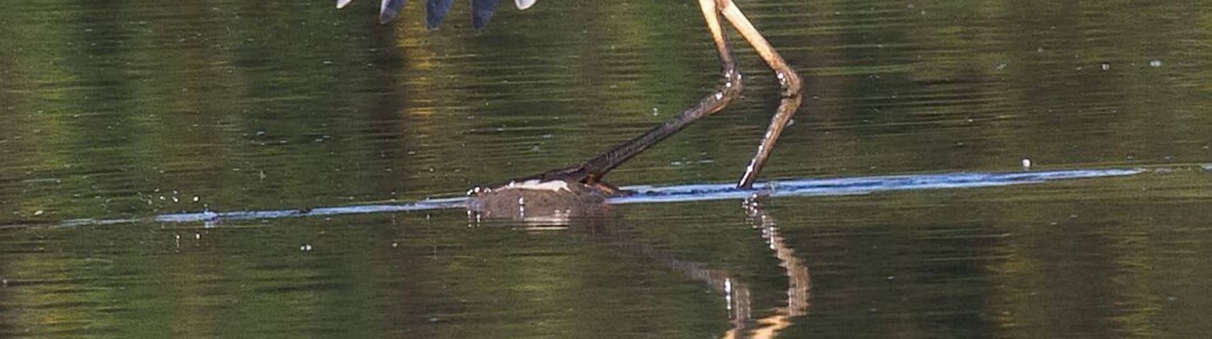 Great Blue Heron steps up to a tall rock in the shallow water.