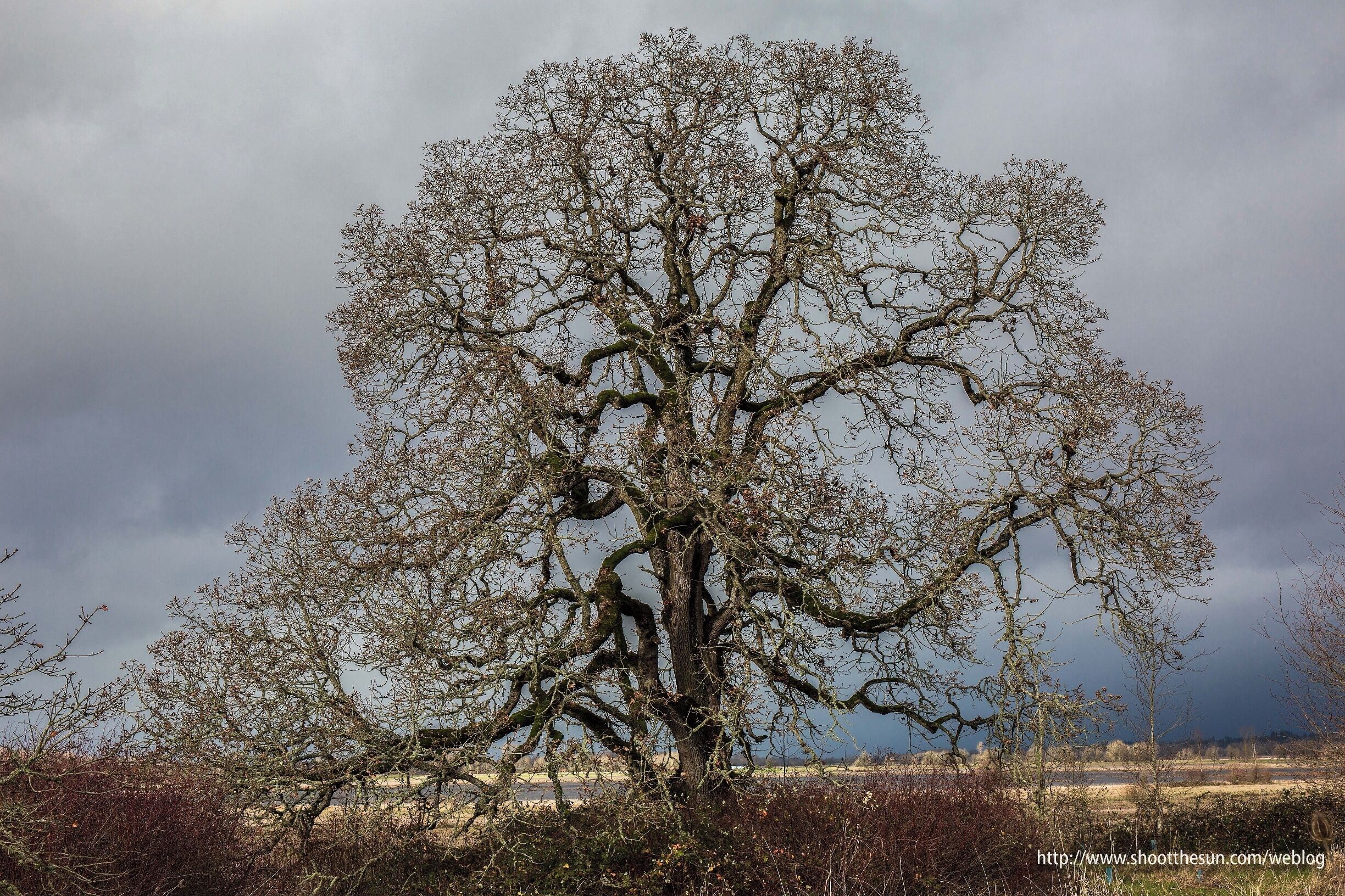 Stately old Oak off the lake's southeastern shore.
