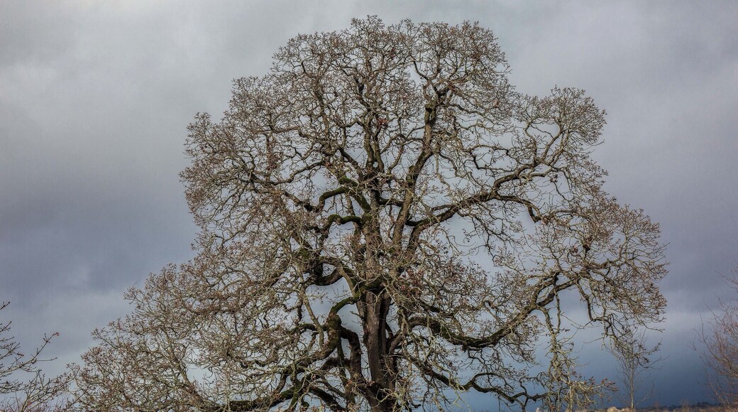 Stately old Oak off the lake's southeastern shore.