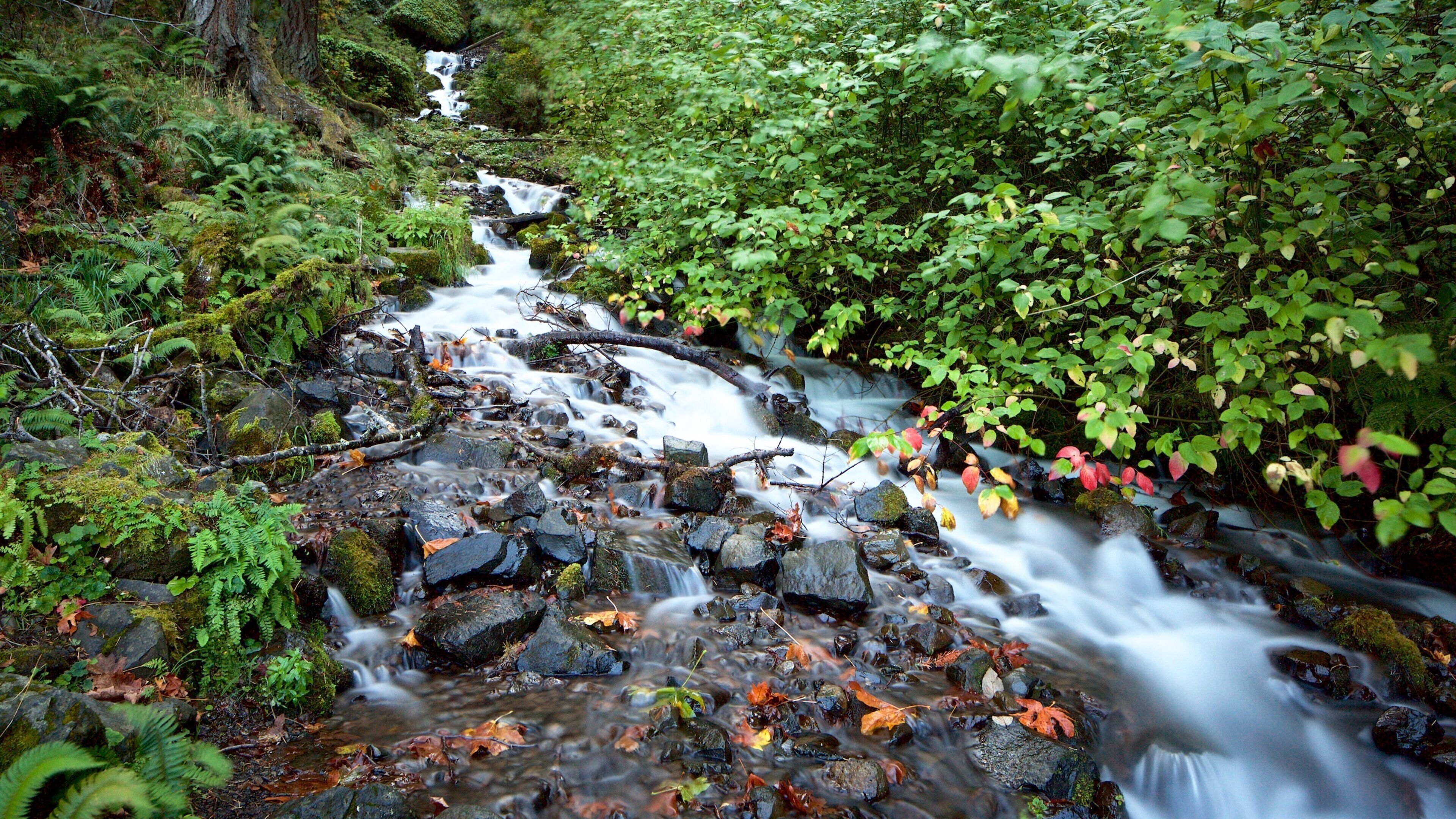 Wahkeena Falls som viser regnskog og fossestryk