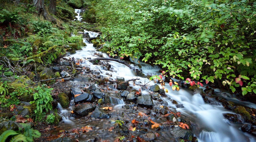 Wahkeena Falls som viser regnskog og fossestryk