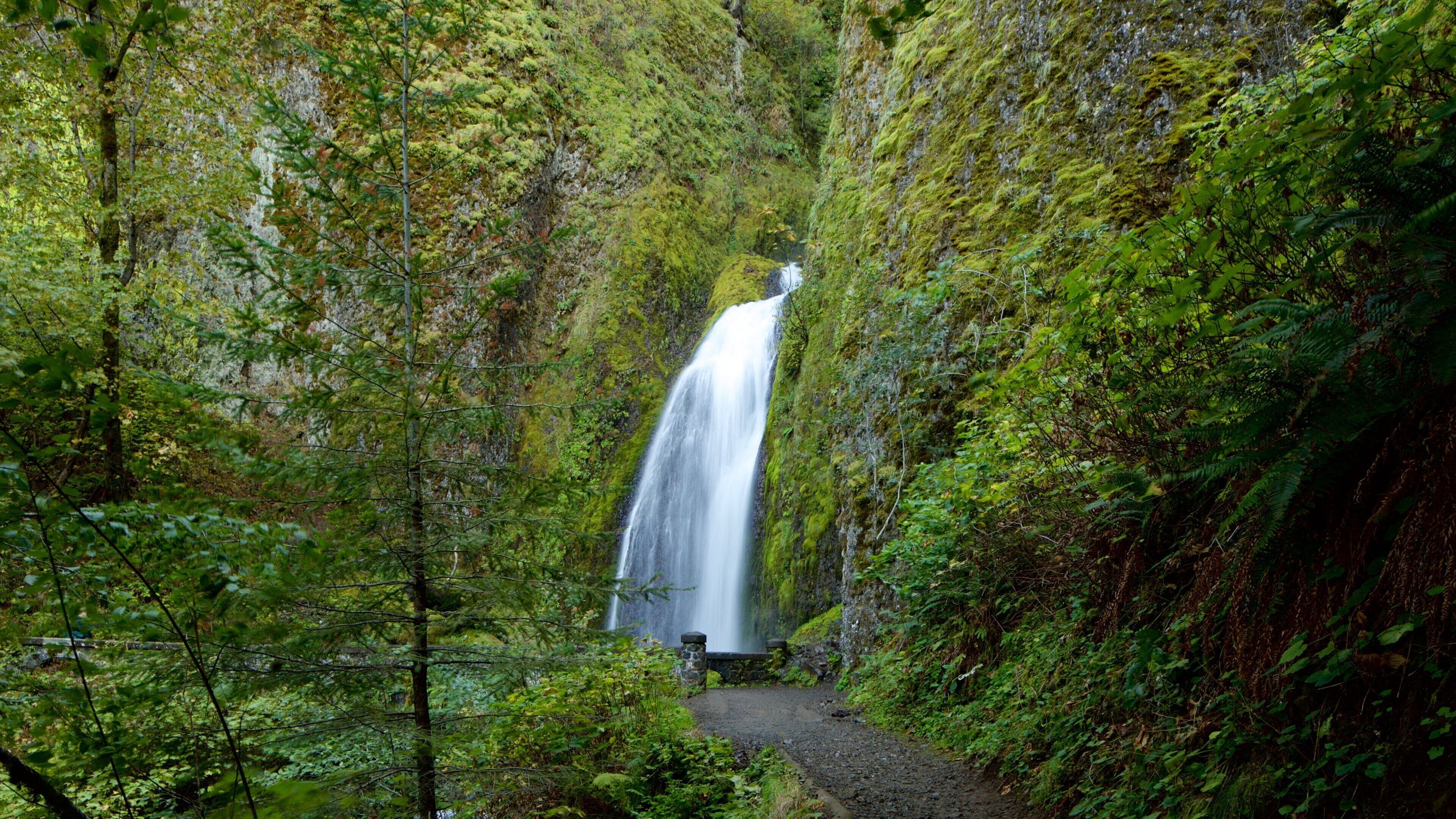Wahkeena Falls showing rainforest and a waterfall