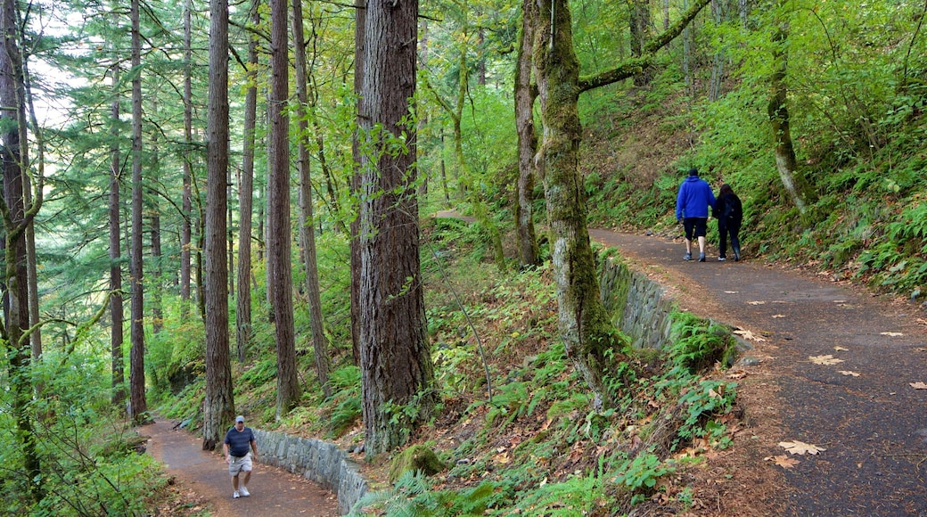 Wahkeena Falls showing hiking or walking and rainforest