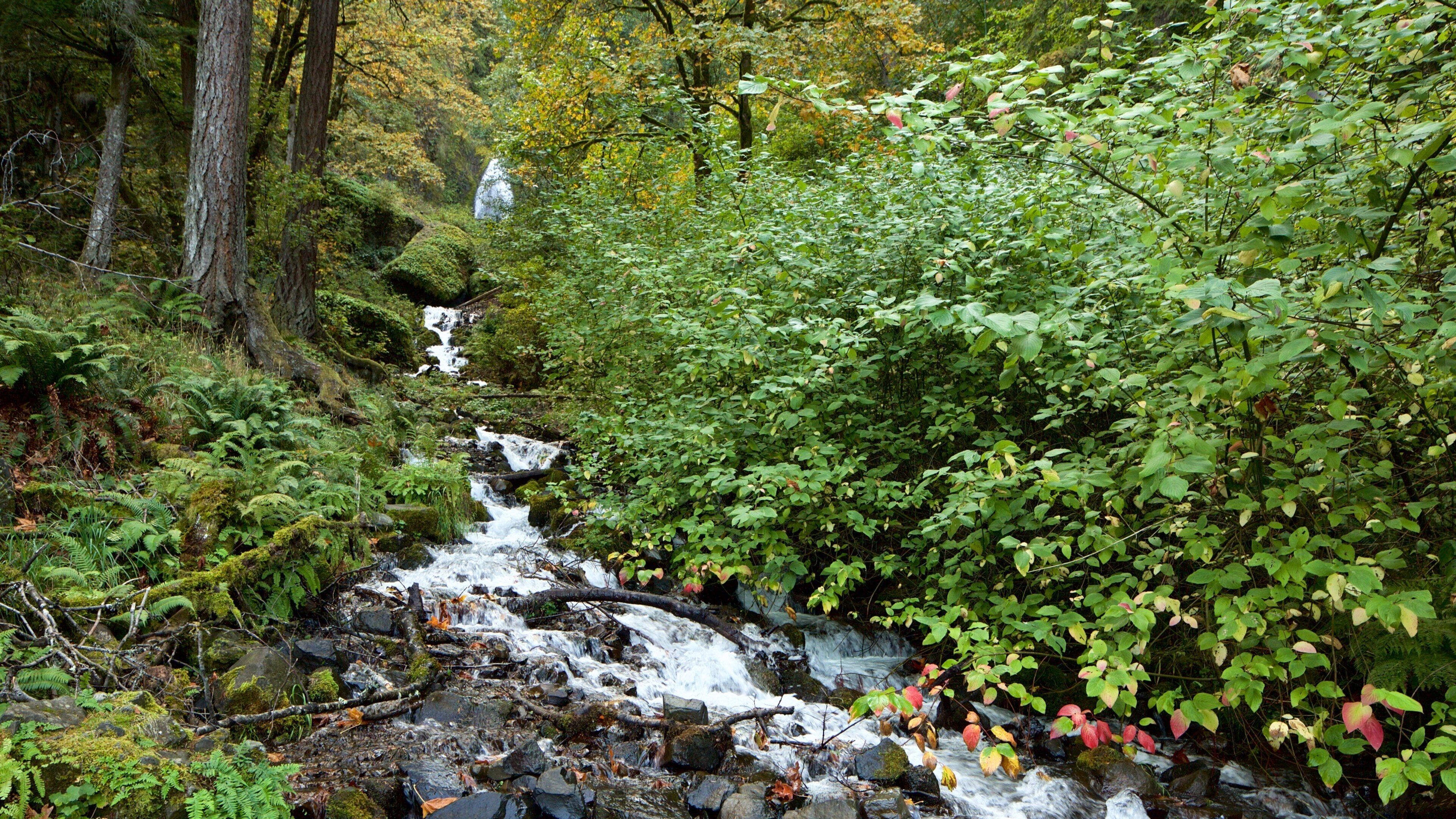 Wahkeena Falls which includes a river or creek and rainforest