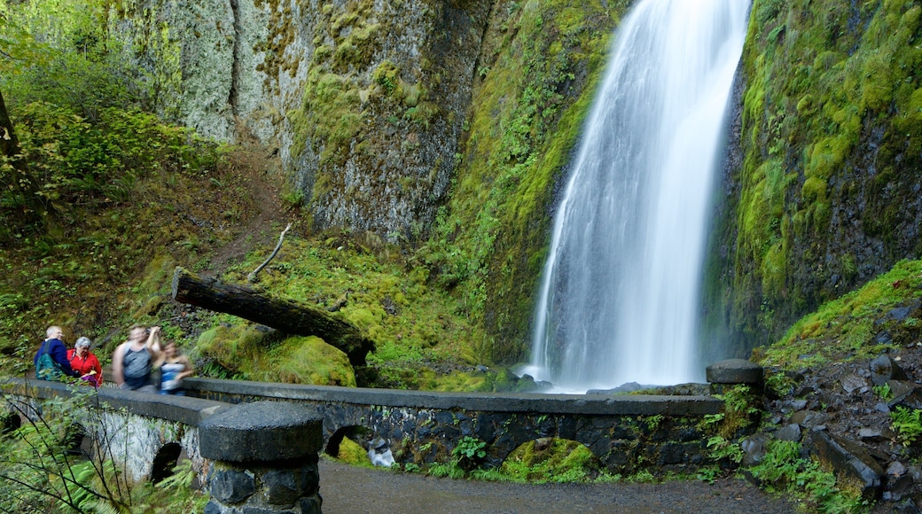 Wahkeena Falls which includes rainforest and a waterfall