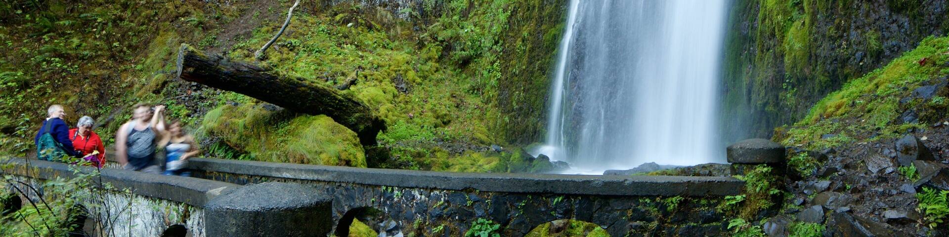 Wahkeena Falls which includes rainforest and a waterfall