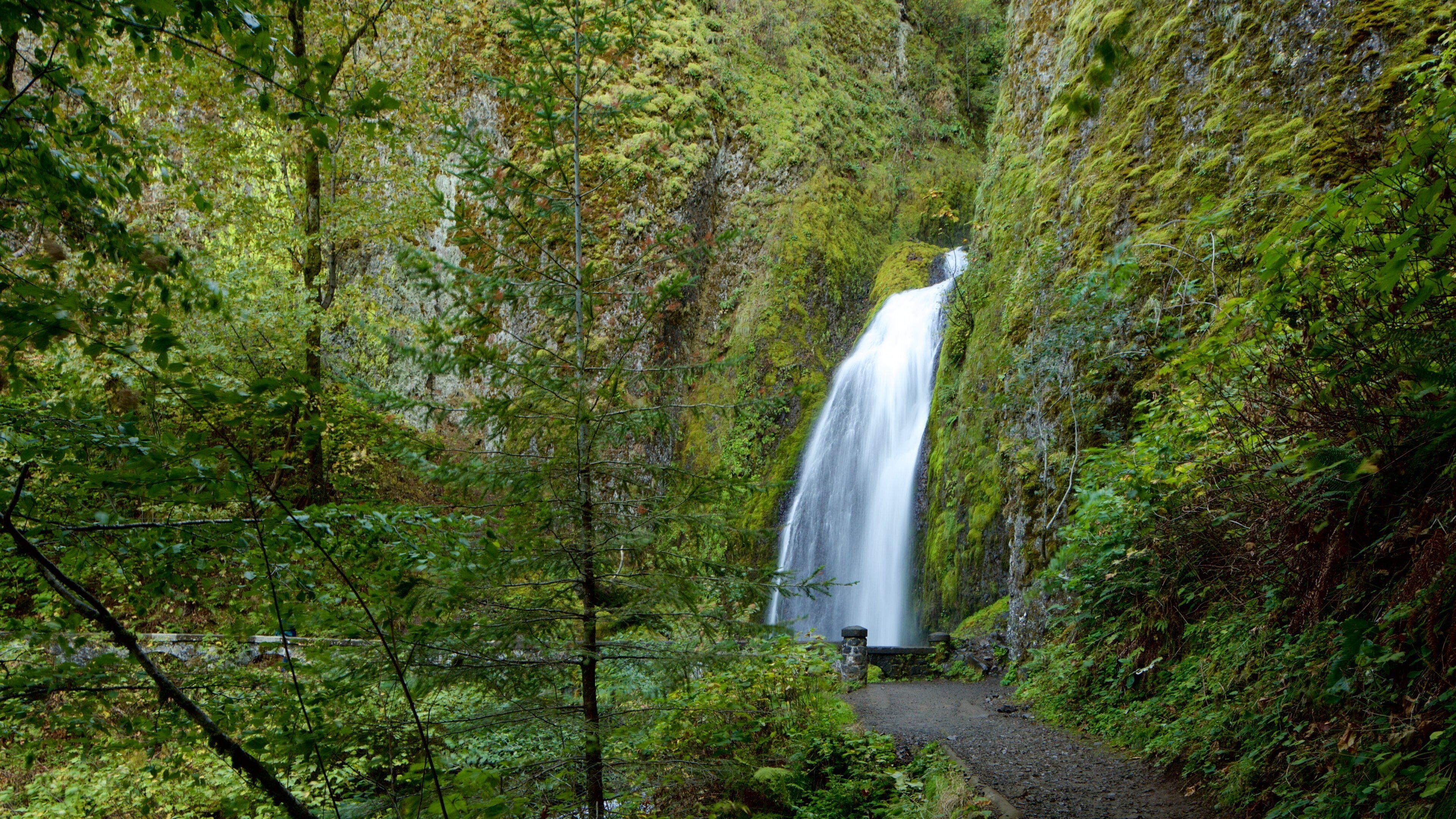 Wahkeena Falls showing rainforest and a waterfall