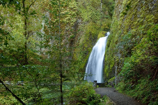 Wahkeena Falls mettant en vedette chute d\'eau et forĂȘt vierge
