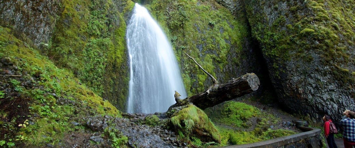 Wahkeena Falls mostrando foresta pluviale e cascata