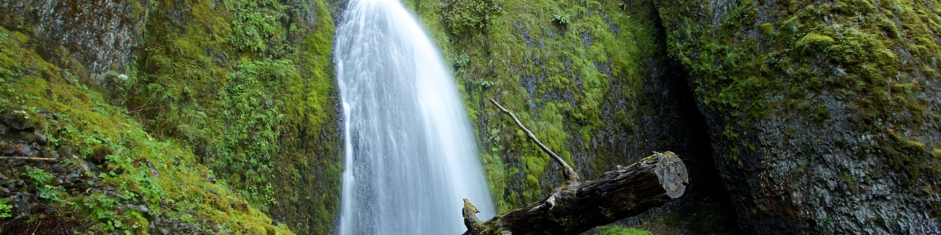 Wahkeena Falls showing rainforest and a waterfall