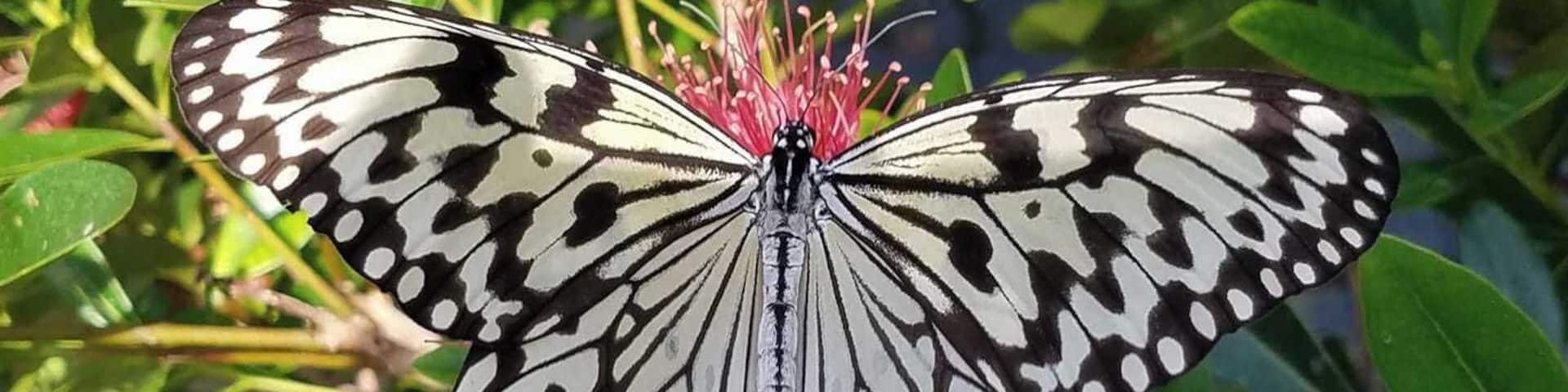 Can see, listen, touch