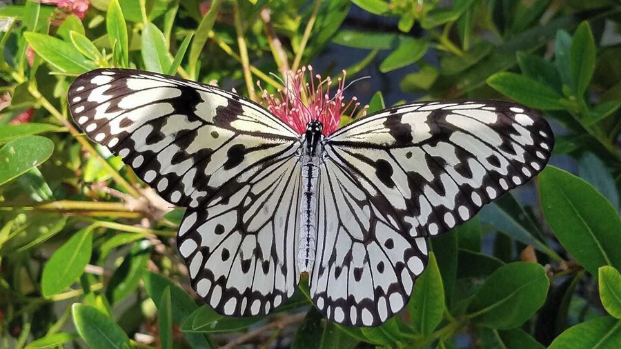 Can see, listen, touch