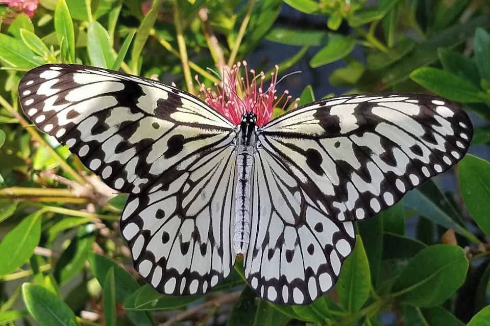 Un papillon aux ailes noires et blanches, reposant sur une fleur rose au milieu d’un feuillage verdoyant.