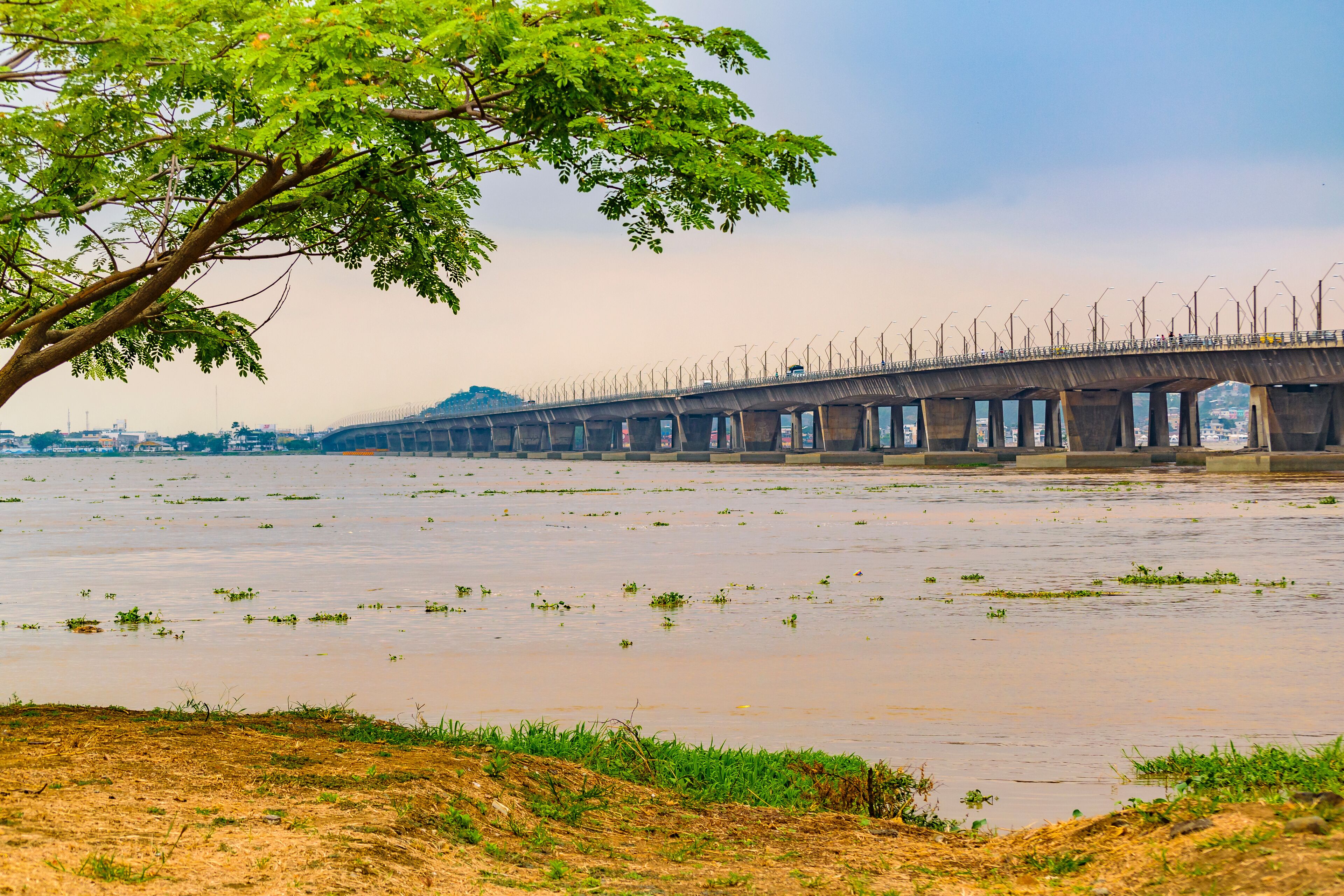 A bridge over a flooded area with a tree in the foreground.