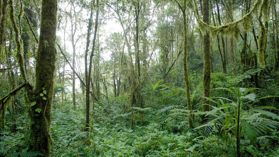 Bellavista which includes rainforest